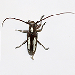 Prosopocera paykulli